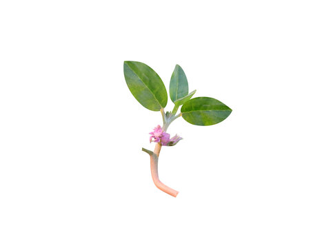 Zalea Decandra or Azalea Decandra plant with flower isolated on a white background