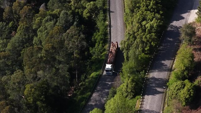 Aerial view of a truck transporting logs on a road surrounded by lush green trees, creating a striking contrast between nature and industry, Braga, Portugal.