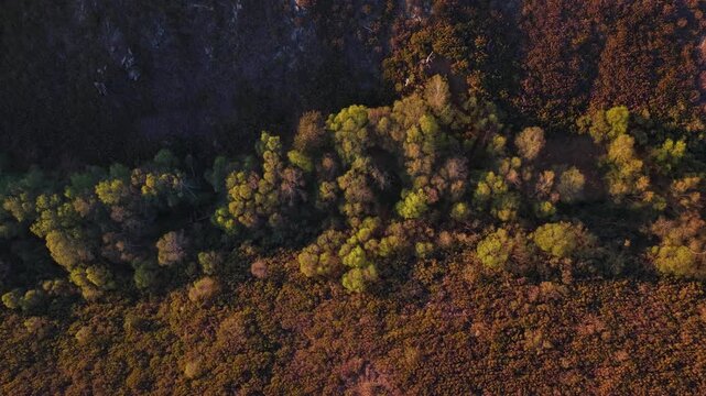Aerial view of of riparian forest on a mountain covered with heather during spring time with a lot colors in the landscape, Amarante, Portugal.