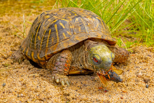 Ornate box turtle, Terrapene ornata, eating a periodical cicada, Magicicada cassini.