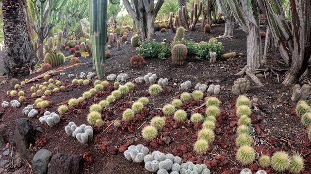 Ground view walking through a massive cactus forest with diverse species in dramatic light, Gran Canaria