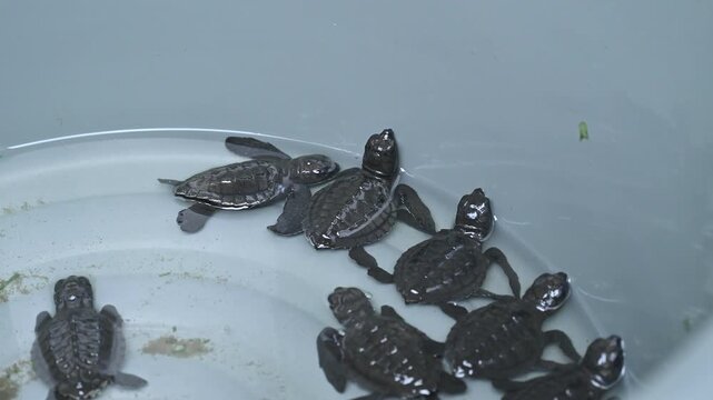 Release of olive ridley sea turtle hatchlings (Lepidochelys olivacea) at the Alue Naga Beach Tourism Environmental Conservation Center, Aceh, Indonesia