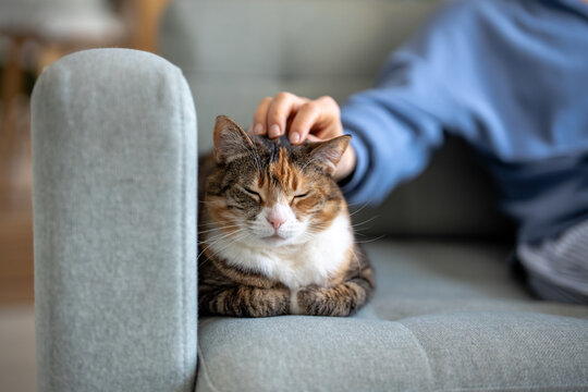 Hand owner gently petting calm fluffy cat lying in loaf position on sofa. Relaxed feline closes eyes enjoying touch on soft cozy couch. Pet trust, care and comfort. Bonding between human and animals