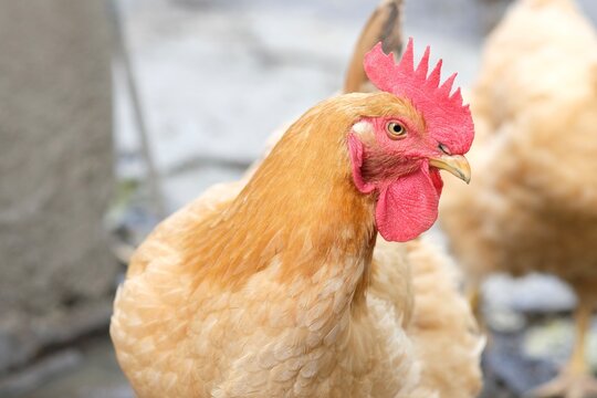 close-up rooster head