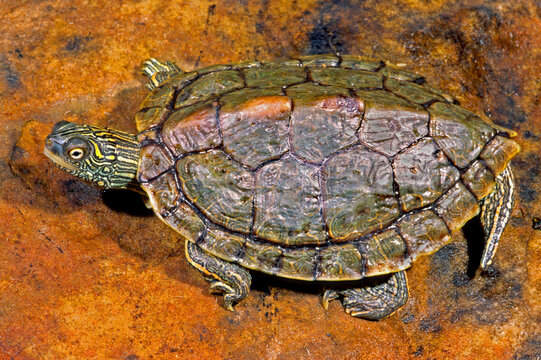 Texas map turtle, Graptemys versa