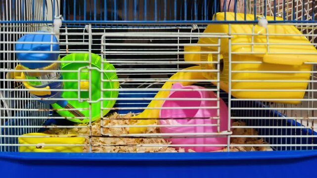 Small Animal Cage with Blue Base, Yellow House, and Green Exercise Wheel on Wood Shavings Bedding - Habitat for Hamster, Gerbil or Mouse with Water Bottle and Plastic Accessories