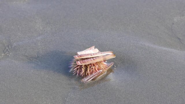 Living Scallop Bivalve Mollusk on Wet Sandy Beach - Marine Wildlife Close-up Footage