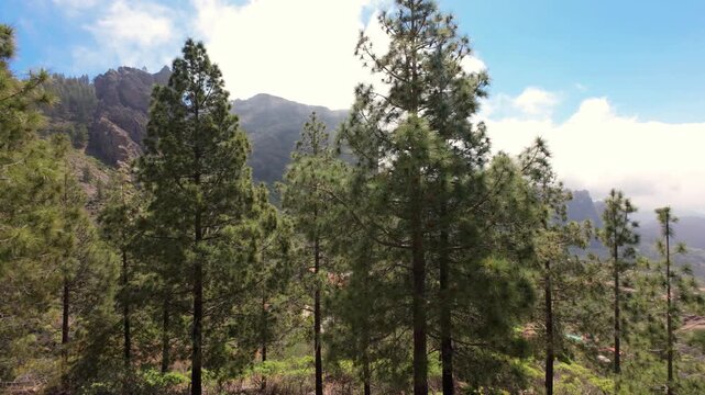 Point of view perspective of pine trees and mountainous landscape views in Gran Canaria