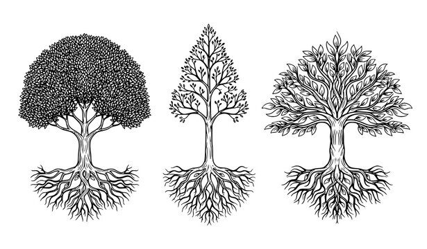 Black and white tree vector set with intricate roots and detailed leaf patterns for nature growth concept illustration