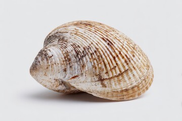 Fototapeta premium Studio shot of a lone quahog shell on a white backdrop, macro detail