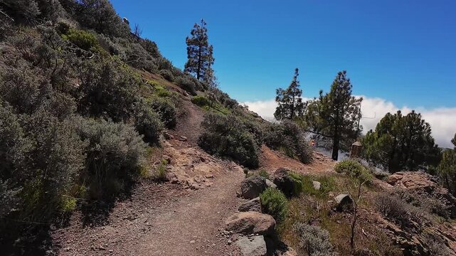 Point of view perspective of pine trees and mountainous landscape views in Gran Canaria