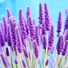 Obraz premium bunch of lavender flowers