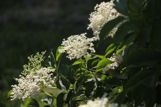 Elderberry. Delicate white elderberry flowers in the sun against the dark green backdrop of a summer garden. A beautiful natural landscape. White flowers. Medicinal plant. Sambucus.

