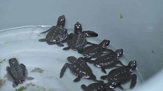 Release of olive ridley sea turtle hatchlings (Lepidochelys olivacea) at the Alue Naga Beach Tourism Environmental Conservation Center, Aceh, Indonesia