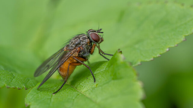 Bio Diversity - Phaonia subventa - Special Fly with Orange Back like a Bee