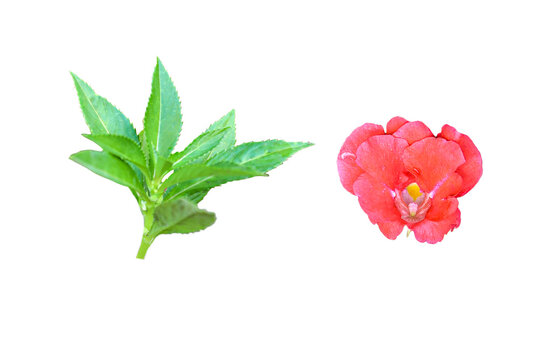 Red flowers and fresh green leaves, transparent on a white background. mpatiens balsamina, commonly known as balsam, garden balsam, rose balsam, or spotted snapweed.