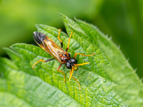 Bio Diversity - Tenthredo campestris Special Wasp with great Details