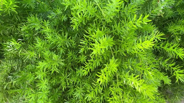Asparagus densiflorus green leaves close up as a nature background,4K.