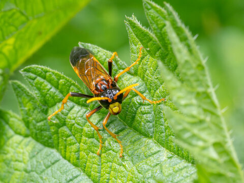 Bio Diversity - Tenthredo campestris Special Wasp with great Details