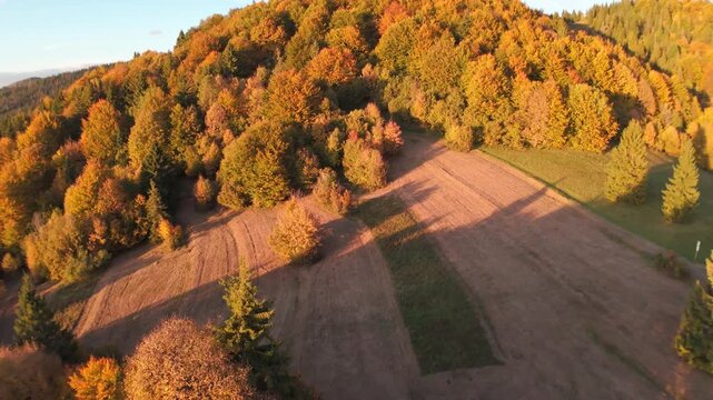 Aerial view of autumn forest on mountain slope at sunset
