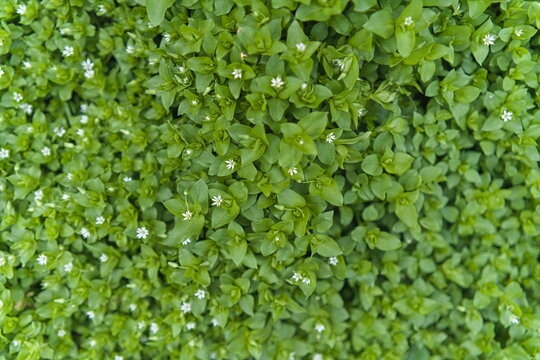 Dense Ground Cover of Green Chickweed Leaves with Tiny White Flowers, texture, centric