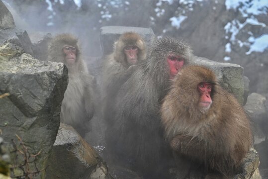 地獄谷で温泉に浸かるニホンザルの冬の情景
Japanese snow monkey relaxing in a hot spring at Jigokudani
