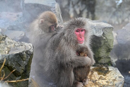 地獄谷で温泉に浸かるニホンザルの冬の情景
Japanese snow monkey relaxing in a hot spring at Jigokudani

