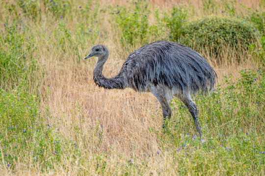 Darwin rhea bird walking in tall grass at prairie near Cerro Castillo village, Ultima Esperanza, Magallanes, Chile