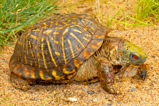 Ornate Box Turtle, Terrapene ornata, eating a perdiodcal cicada, Magicicada cassini