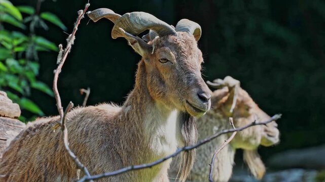 Turkmenian markhor, Capra falconeri heptneri. The name of this species comes from the shape of horns, twisting like a corkscrew or screw. Markhor is one of the symbols of Pakistan