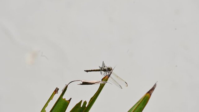 Pantala flavescens dragonfly. Its other names globe skimmer,&nbsp;globe wanderer dragonfly and wandering glider. It &nbsp;is a wide ranging&nbsp;dragonfly&nbsp;of the family&nbsp;Libellulidae.