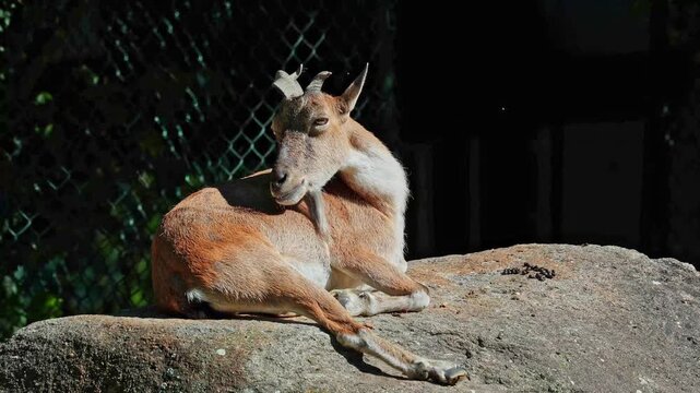 Turkmenian markhor, Capra falconeri heptneri. The name of this species comes from the shape of horns, twisting like a corkscrew or screw. Markhor is one of the symbols of Pakistan