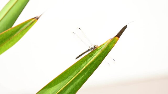 Pantala flavescens dragonfly. Its other names globe skimmer,&nbsp;globe wanderer dragonfly and wandering glider. It &nbsp;is a wide ranging&nbsp;dragonfly&nbsp;of the family&nbsp;Libellulidae.