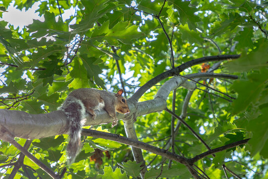 squirrel at the tree