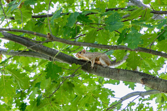 squirrel at the tree