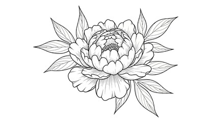 Black and white line art illustration of a blooming peony flower with leaves. © bagmany