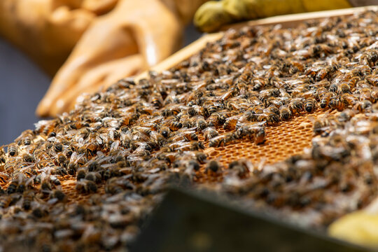 Gros plan sur un cadre de ruche bond&eacute; d'abeilles domestiques tenu par un apiculteur en gants de protection