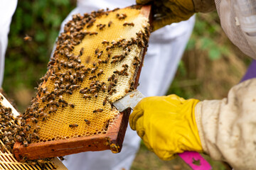 Apiculteur tenant un cadre de ruche couvert d'abeilles et de miel lors d'une inspection de routine © Philippe Gillotte