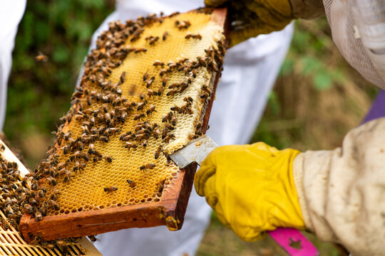 Apiculteur tenant un cadre de ruche couvert d'abeilles et de miel lors d'une inspection de routine