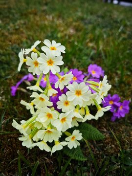 Bunte Primeln Blumen