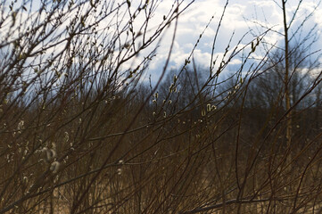 Obraz premium Early Spring Pussy Willow Catkins Dancing Against a Clear Blue Sky with Fluffy White Clouds and Light