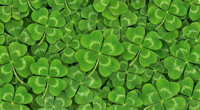 Lush green clover field with dense growth of three-leaf plants. Natural background for St. Patrick's Day or environmental concepts.