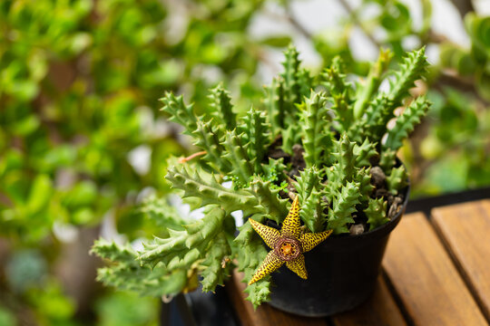 Exotic Starfish Flower Succulent in Pot on Wooden Table