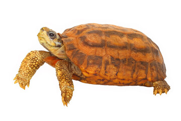 Fototapeta premium Flat-tailed tortoise, Pyxis plannicauda, white background.