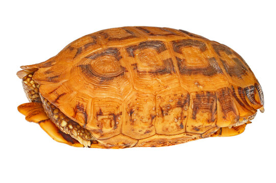 Flat-tailed tortoise, Pyxis plannicauda