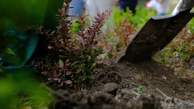 Spade shovel digs hole in soil for planting small tree shrub. Work on transplanting urban decorative shrubs in spring. City landscaping service works. Improvement of urban environment by greening.