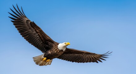 Obraz premium Bald Eagle in Flight.