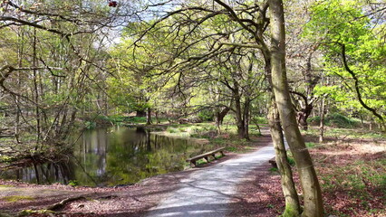 Fototapeta premium Epping Forest Path and Water View Essex