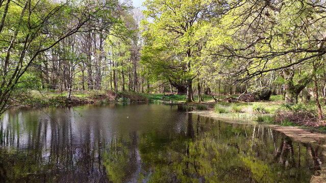 Epping Forest Pond and Trees Aerial View Essex