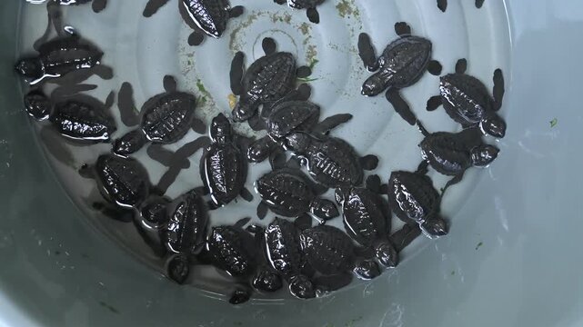 Release of olive ridley sea turtle hatchlings (Lepidochelys olivacea) at the Alue Naga Beach Tourism Environmental Conservation Center, Aceh, Indonesia